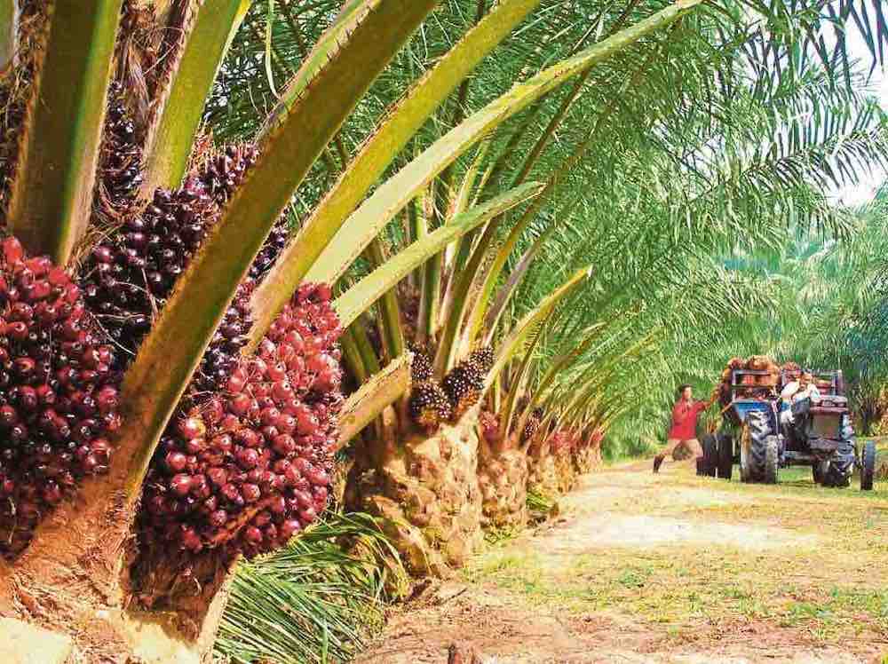 Indonesia membatalkan rancangan untuk menghantar pekerja ke ladang kelapa sawit Malaysia